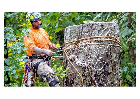 Tree Removal Mount Waverley - Pro Cut Tree Removal Services - 2/3