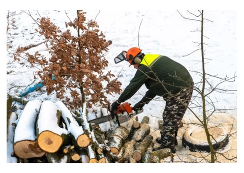 Looking for a reputable tree removal service provider in Mosman?