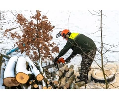 Looking for a reputable tree removal service provider in Mosman?