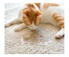 Dog Urine Smell Remover and Pet Stain Remover in South Melbourne
