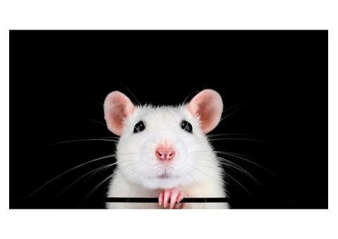 Frontline Rodent Control Adelaide