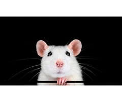 Frontline Rodent Control Adelaide