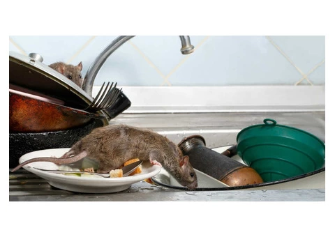 Frontline Rodent Control Brisbane