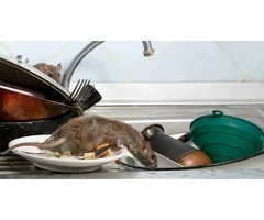 Frontline Rodent Control Brisbane