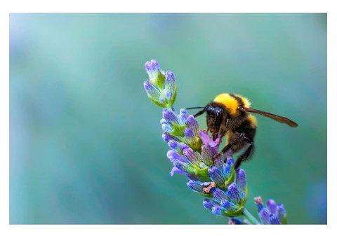 Morris Bee Removal Melbourne - 1/5