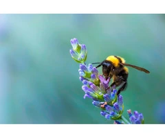 Morris Bee Removal Melbourne