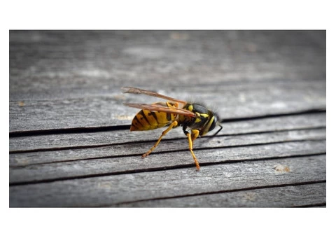 Morris Bee Removal Melbourne - 2/5