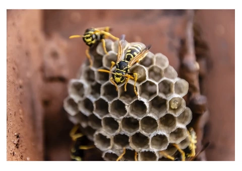 Morris Bee Removal Melbourne - 4/5