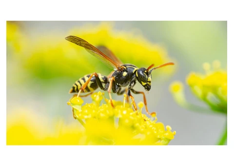 Morris Bee Removal Melbourne - 5/5