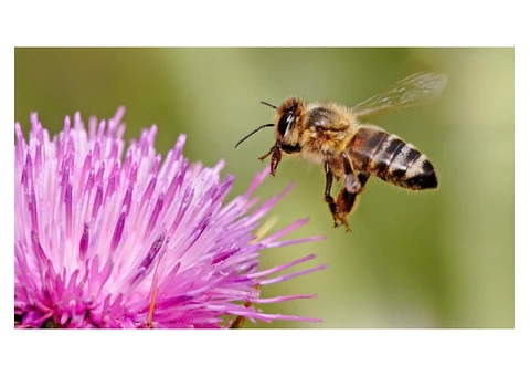 Morris Bee Removal Sydney - 1/3