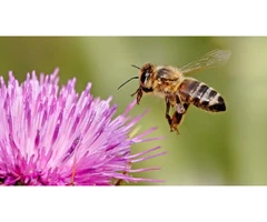 Morris Bee Removal Sydney