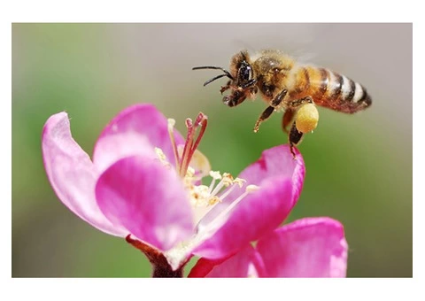 Morris Bee Removal Sydney - 2/3