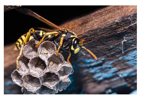 Morris Bee Removal Sydney - 3/3