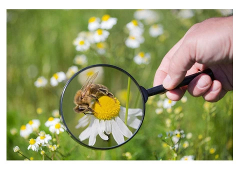 Morris Bee Removal Brisbane