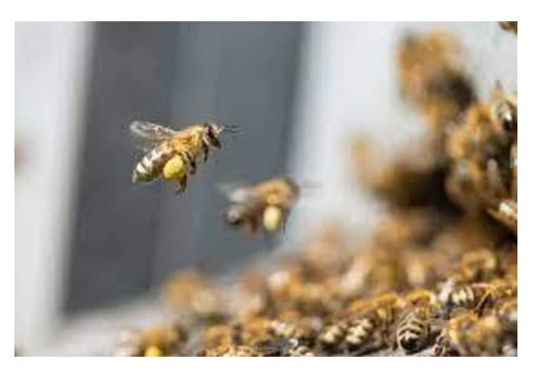 Morris Bee Removal Canberra