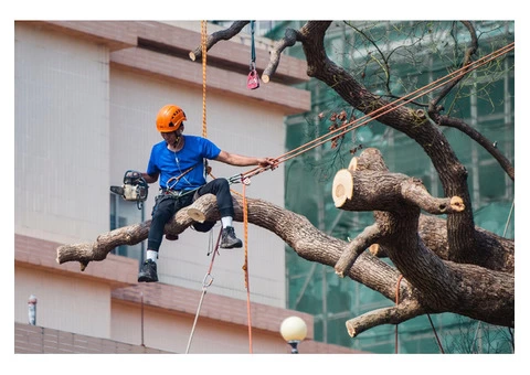 Tree Lopping Sydney North Shore