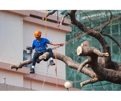 Tree Lopping Sydney North Shore