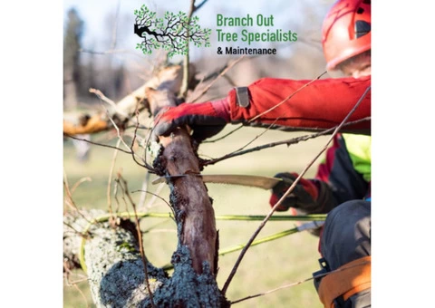 Tree Lopping Sydney North Shore - 2/2