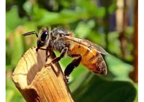 Morris Bee Removal Perth