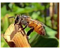 Morris Bee Removal Perth