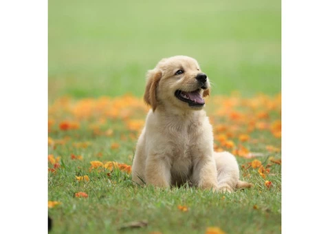 Animal Supplies Warehouse