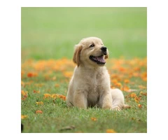 Animal Supplies Warehouse