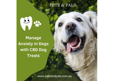 Manage Anxiety in Dogs with CBD Dog Treats