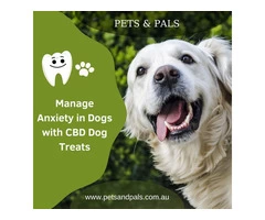 Manage Anxiety in Dogs with CBD Dog Treats