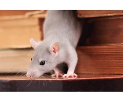 Frontline Rodent Control Hobart