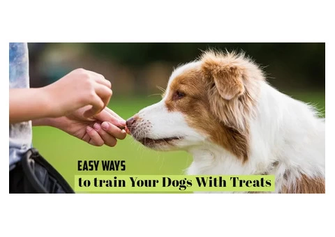 Useful Tips to train your dog with treats