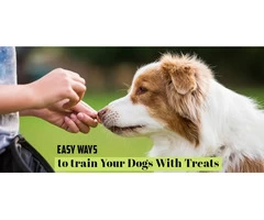 Useful Tips to train your dog with treats