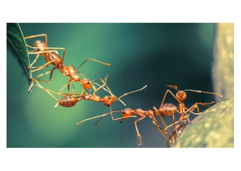 Reliable Ant Control in Melbourne: 100% Guaranteed Results