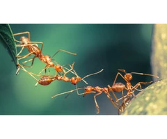 Reliable Ant Control in Melbourne: 100% Guaranteed Results