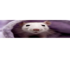 Morris Rodent Control Adelaide