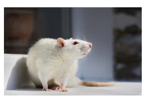 Morris Rodent Control Perth