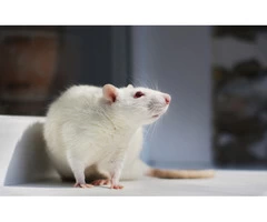 Morris Rodent Control Perth