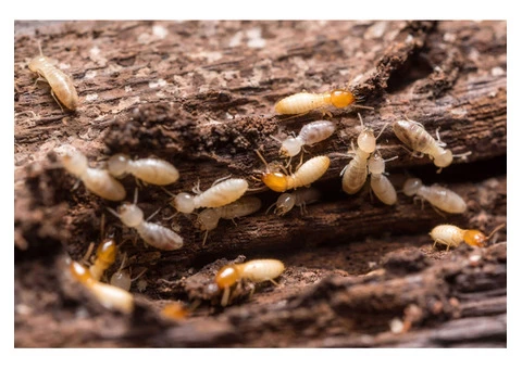 Termite Treatment service - Pest control australia