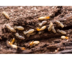 Termite Treatment service - Pest control australia