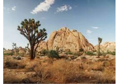 Joshua Tree National Park