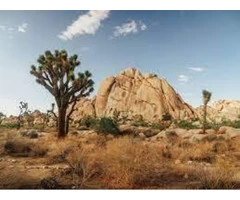 Joshua Tree National Park