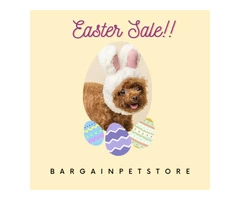 The most wanted Easter sale is here available only at BargainPetStore.
