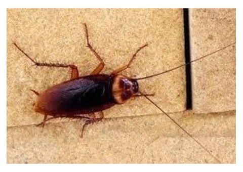 Morris Cockroach Control Brisbane - 3/4