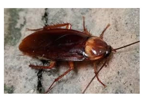 Morris Cockroach Control Brisbane - 4/4