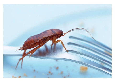 Frontline Cockroach Control Sydney