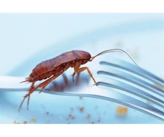 Frontline Cockroach Control Sydney