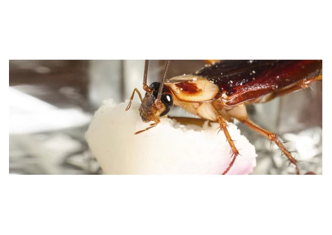 Frontline Cockroach Control Brisbane
