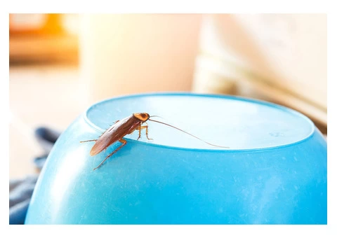 Frontline Cockroach Control Adelaide - 1/5