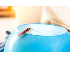 Frontline Cockroach Control Adelaide