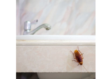 Frontline Cockroach Control Adelaide - 2/5