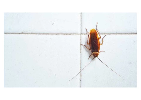 Frontline Cockroach Control Adelaide - 3/5